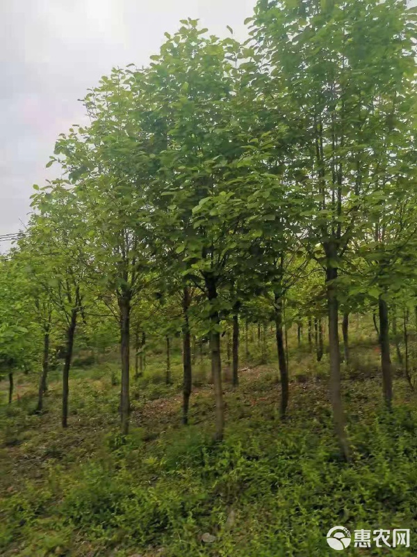 白玉蘭苗木市場價(jià)格解析與園林綠化工程應(yīng)用指南